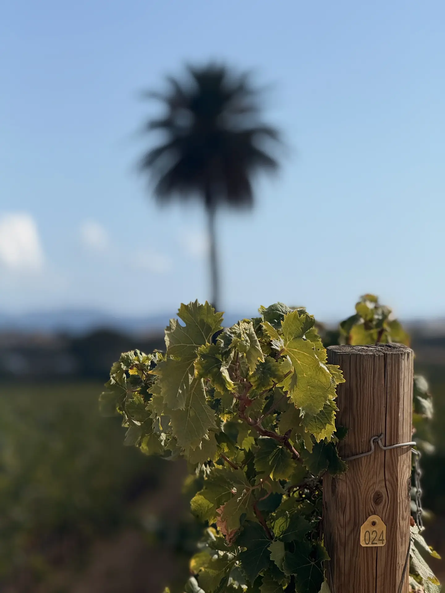 Accords en rosé by Château Galoupet à La Londe