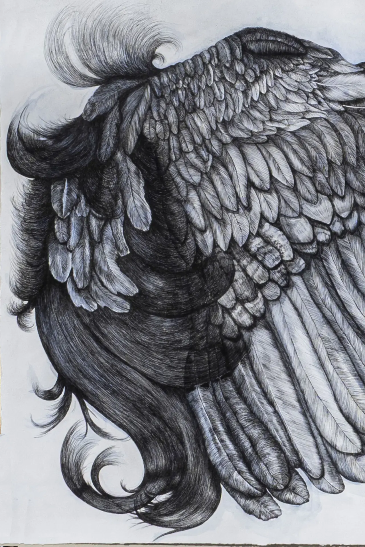 Envol, dessin à l'encre