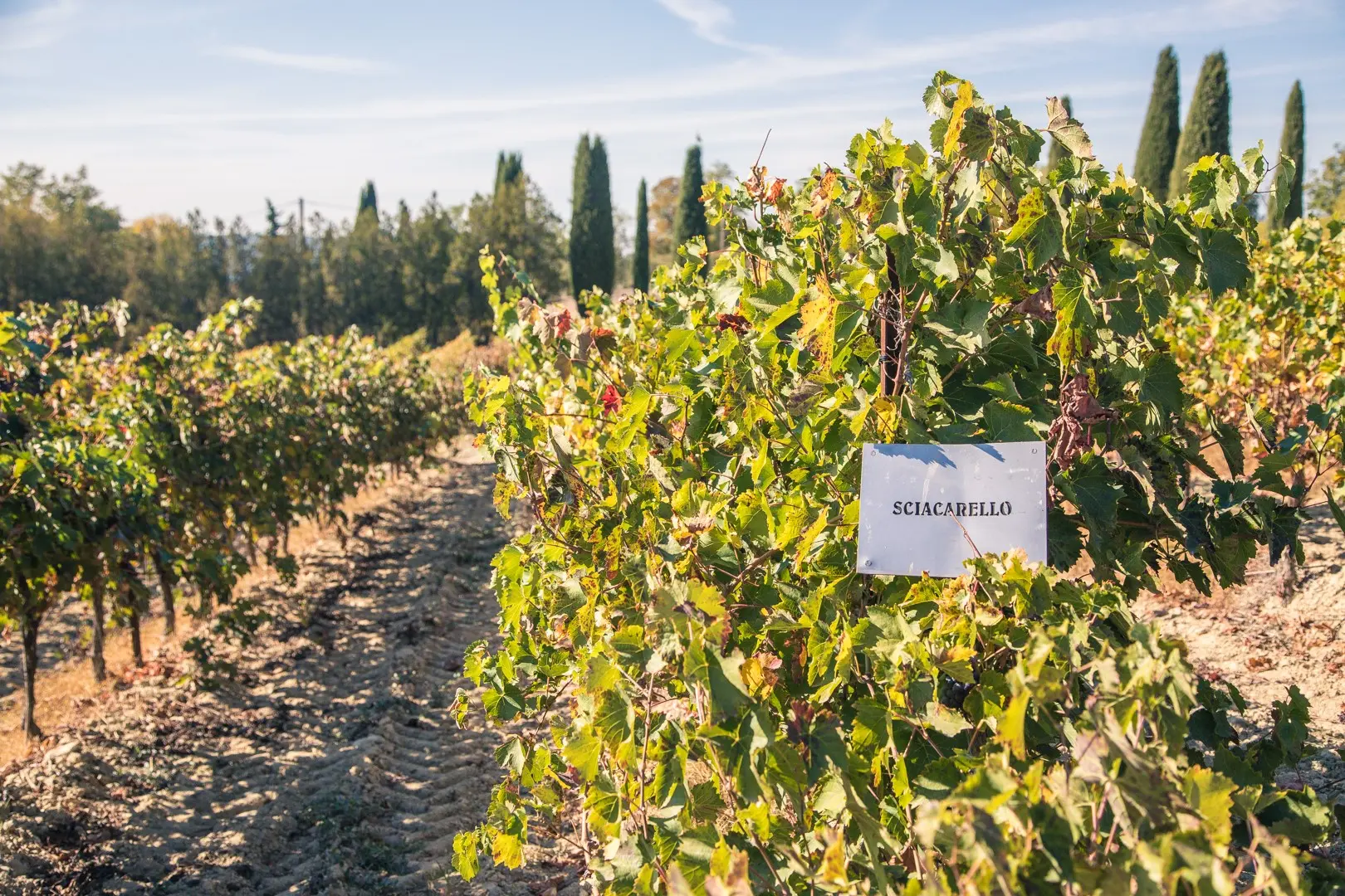 Expérience château Turcan_AnsouisExpérience château Turcan_Ansouis