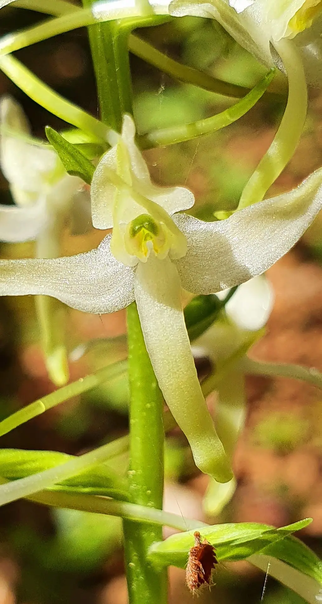 Orchis Mâle