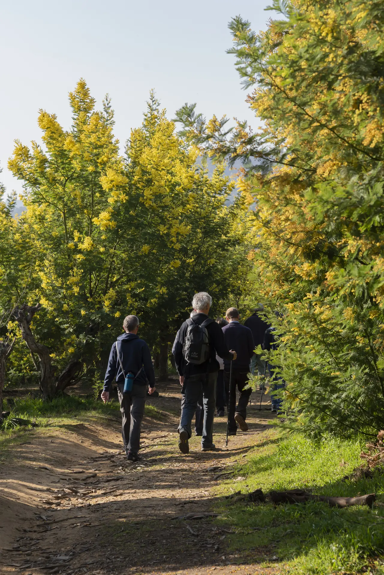 balade guidée Tanneron