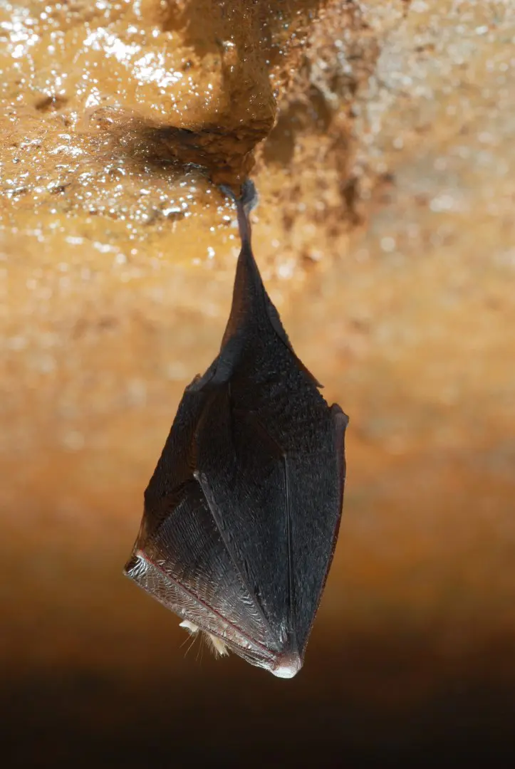 Petit rhinolophe -  Rhinolophus hipposideros