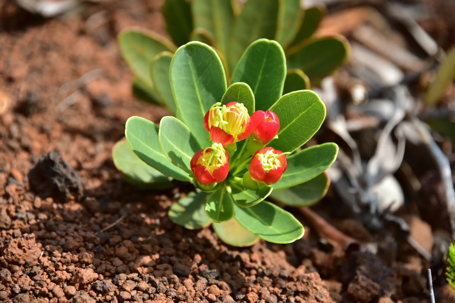 Myrtacées (Xanthostemon aurantiacus