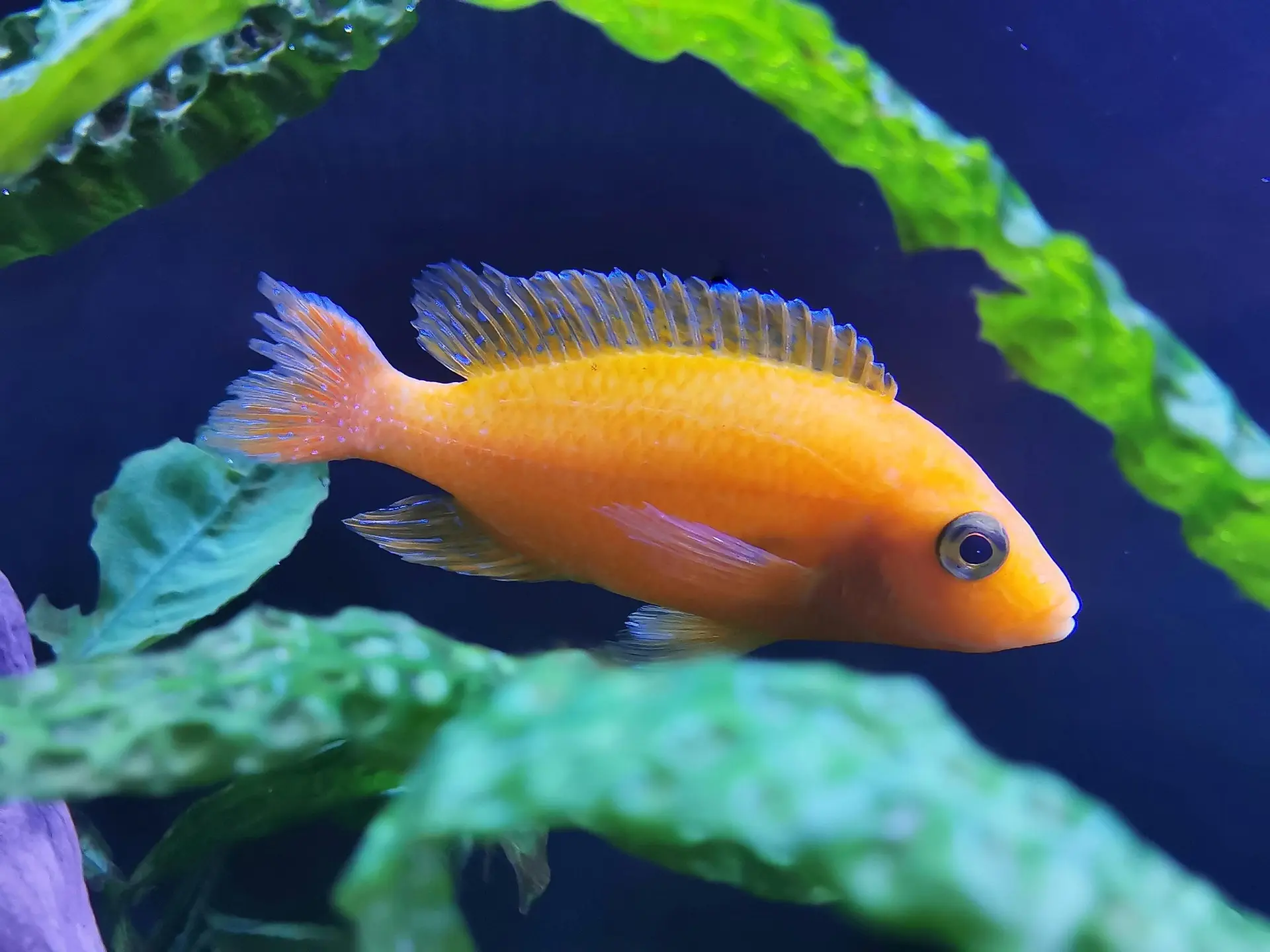 Un poisson au milieu des algues