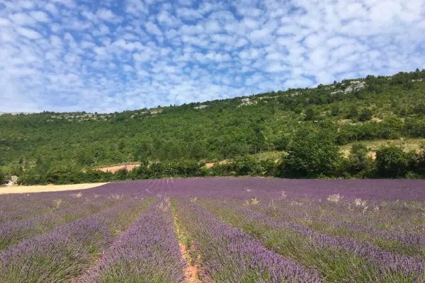 Lavender fields in Sault