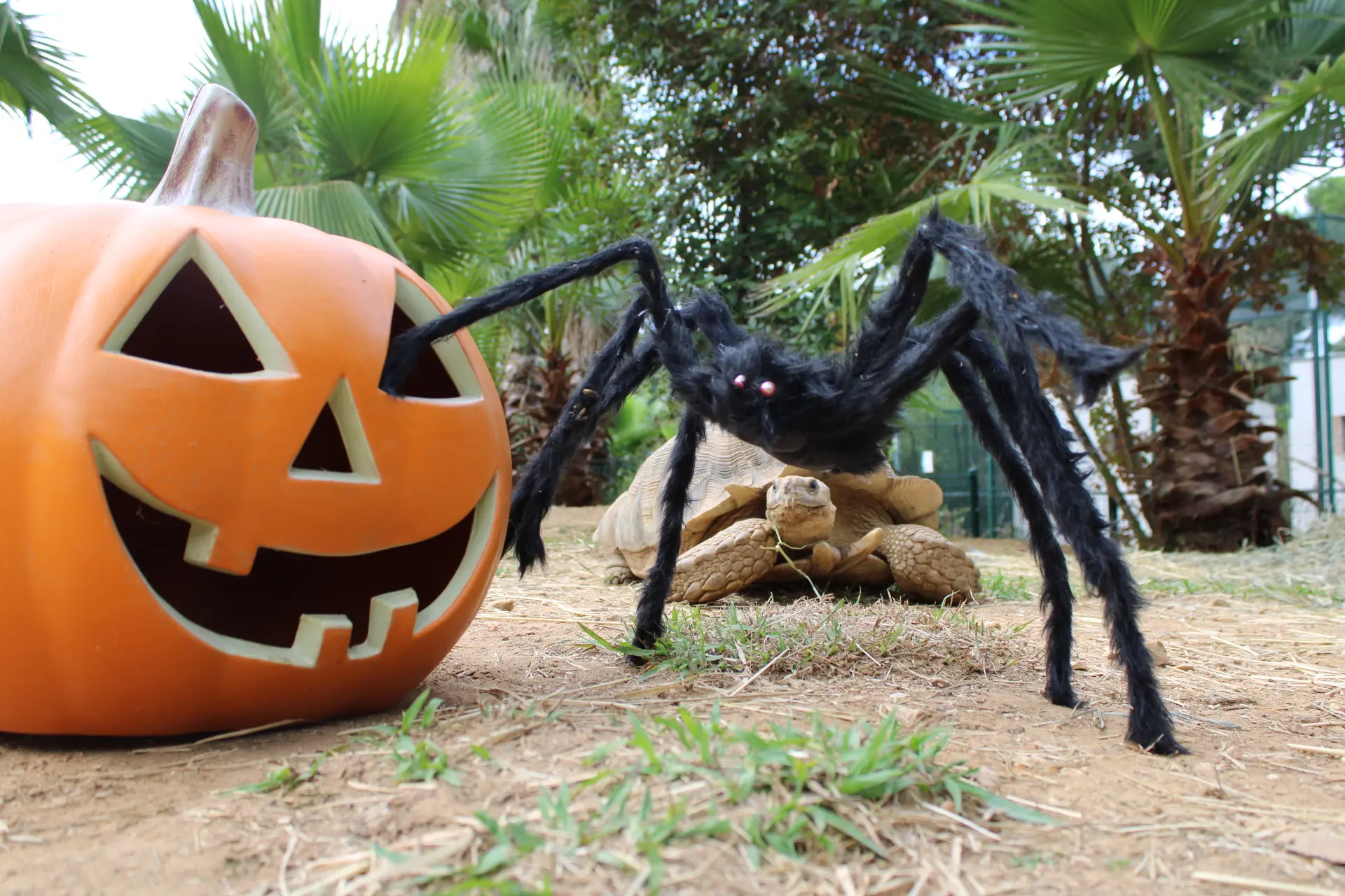 Visite guidée du Jardin Zoologique Tropical