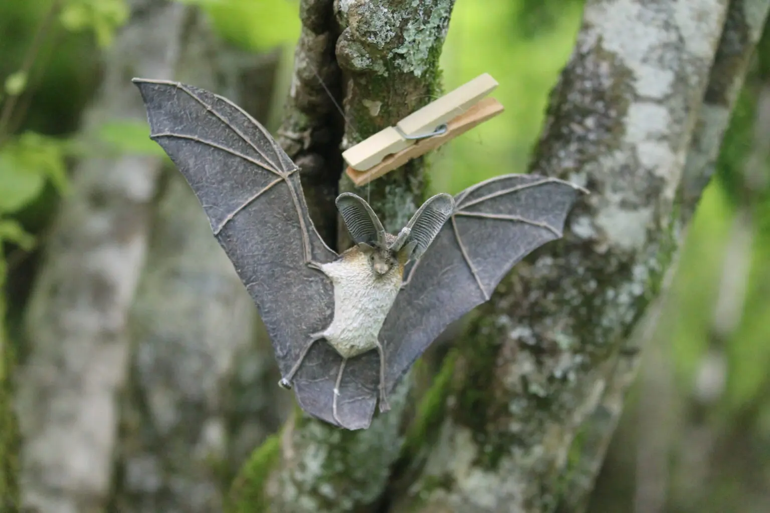 Les jeudis de la Réserve La nuit de la chauvesouris aux Monts d — free download