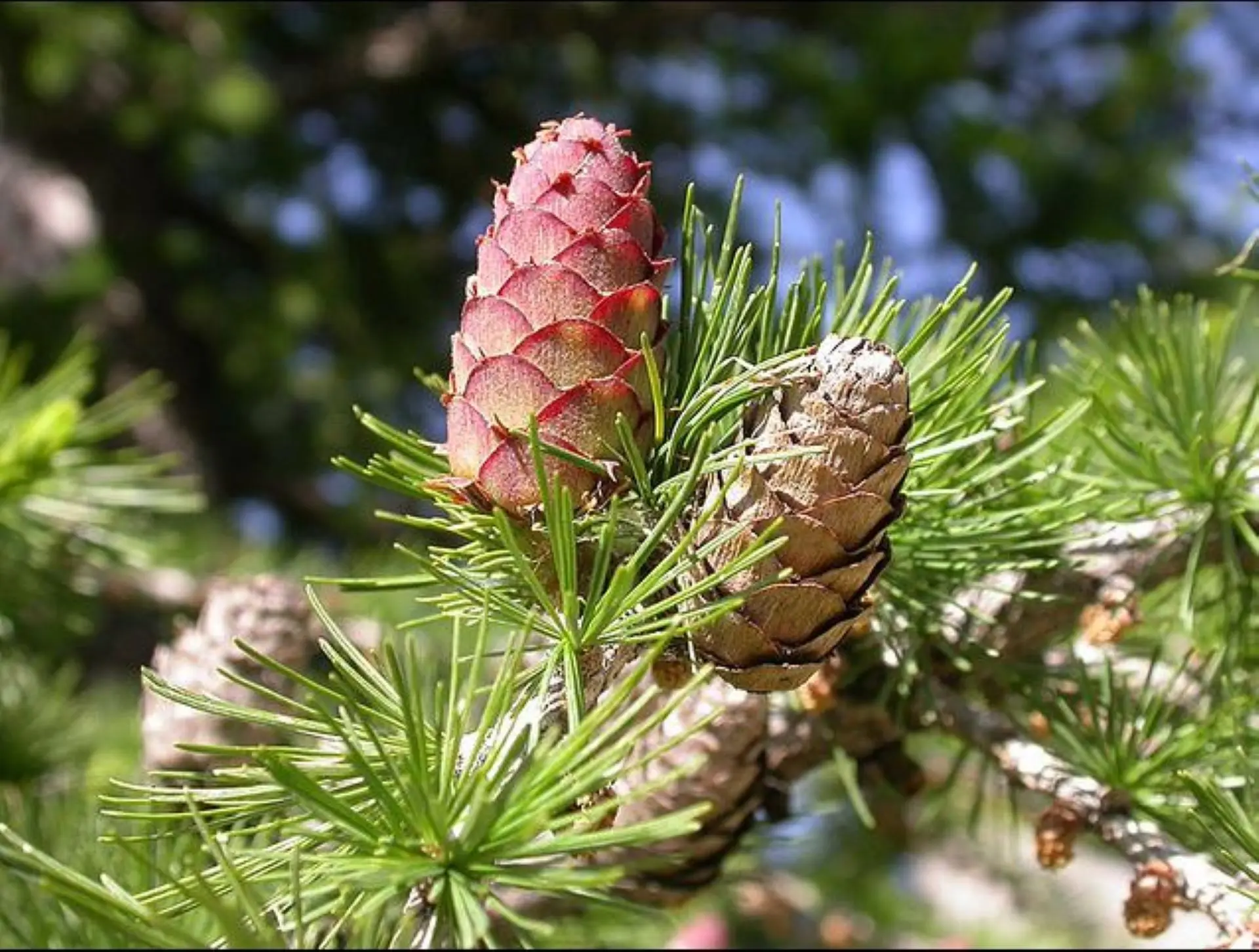 [Pinaceae] Larix decidua