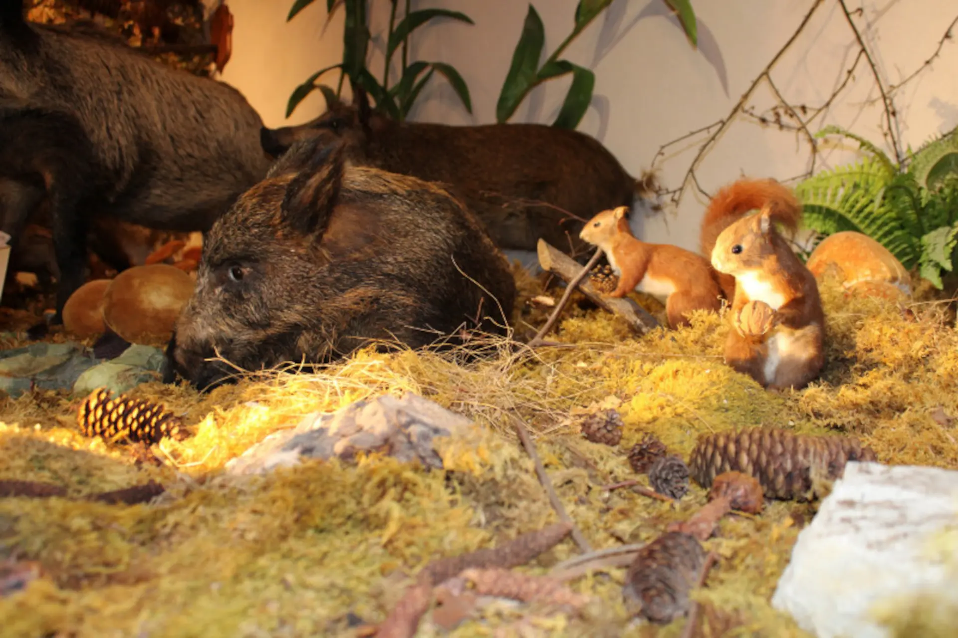Journées Européennes du Patrimoine - Visite du Musée de la Faune_Bellevaux