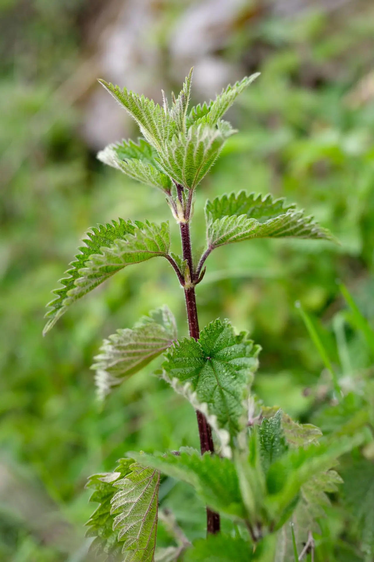 Un pas, une plante, Tissage de Mots