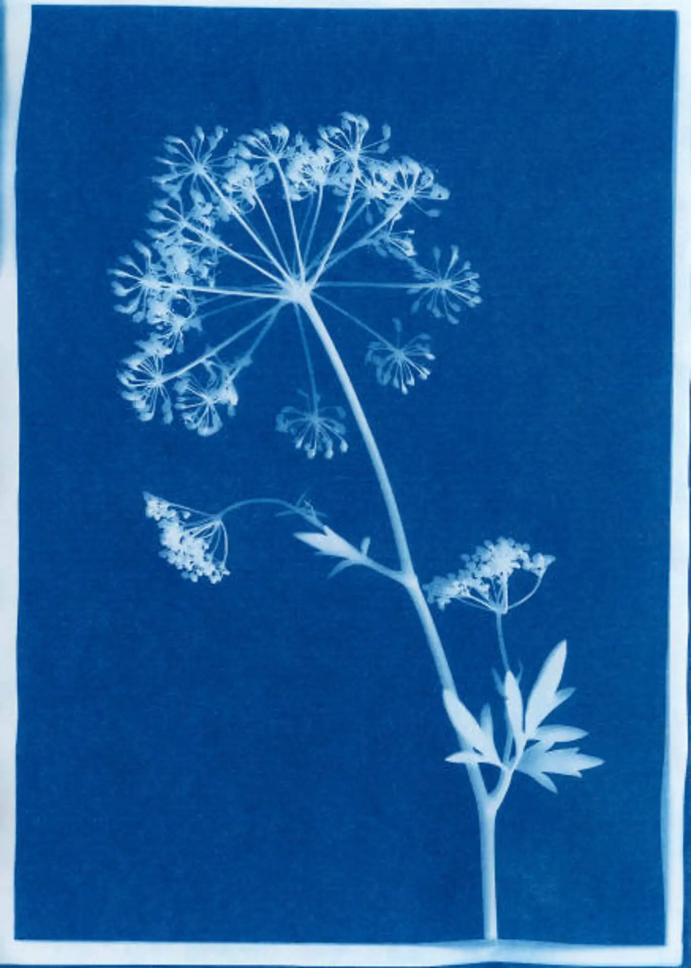 Printemps en fête - Cyanotype