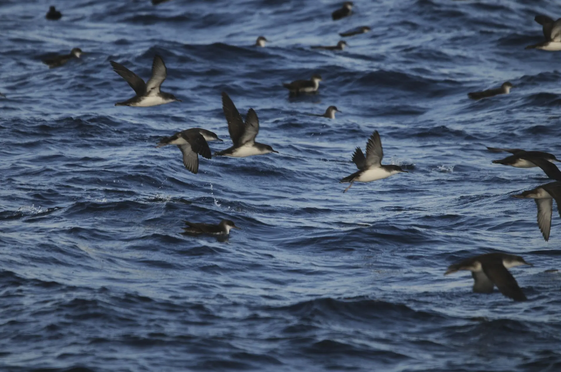 Groupe de puffins yelkouan au large