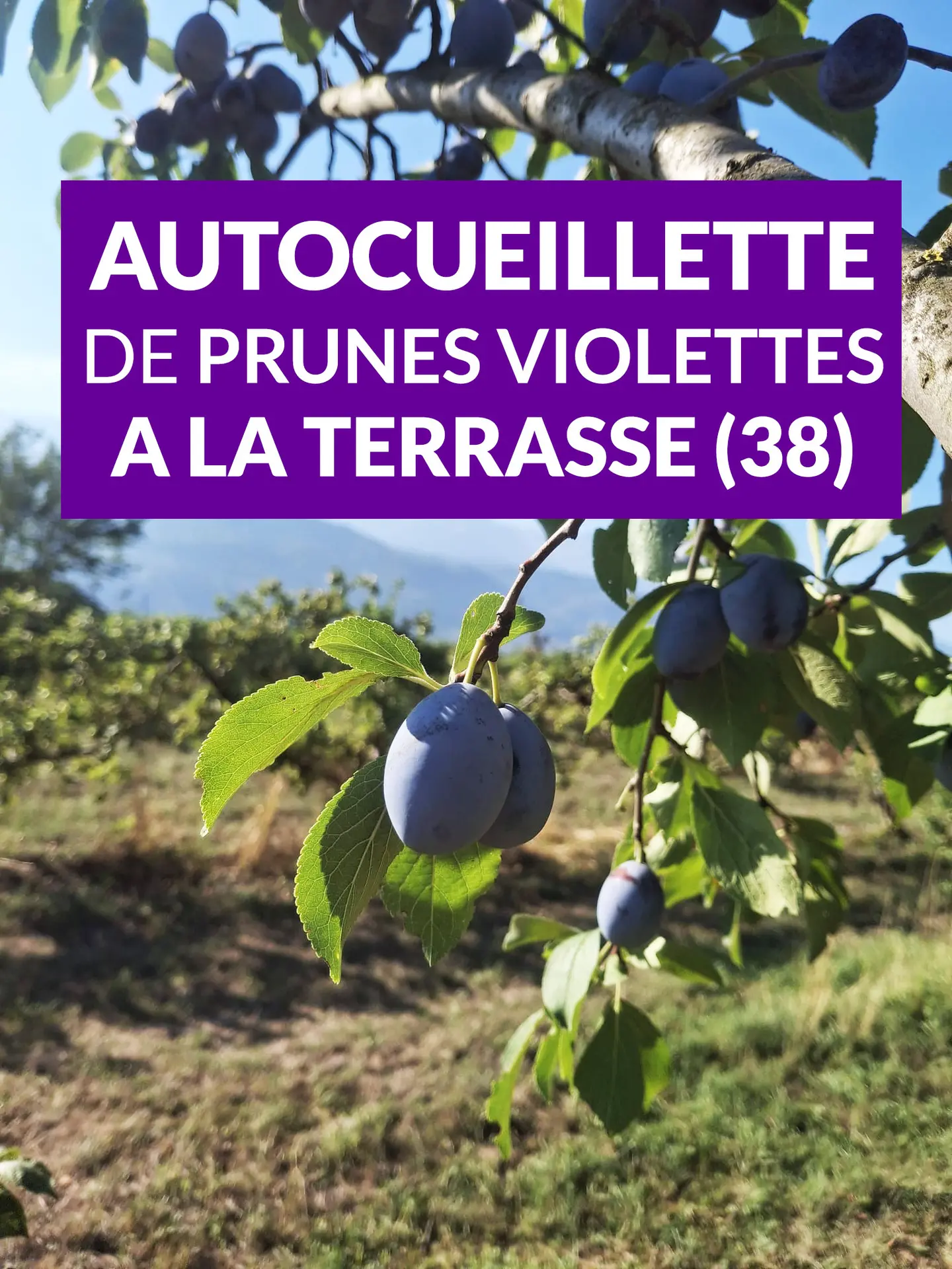 Prunes violette
