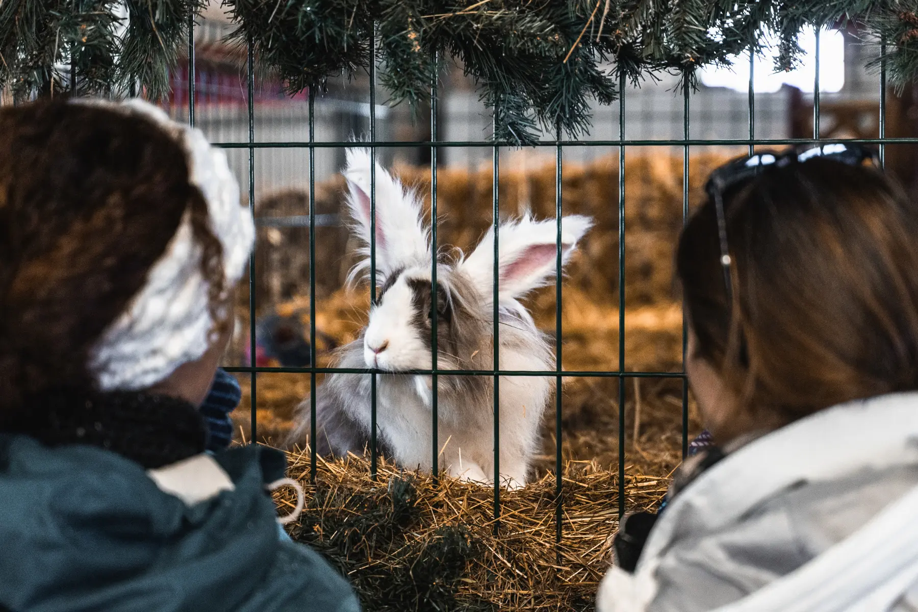 Animaux à la Ferme de l'Adroit à Val d'Isère
