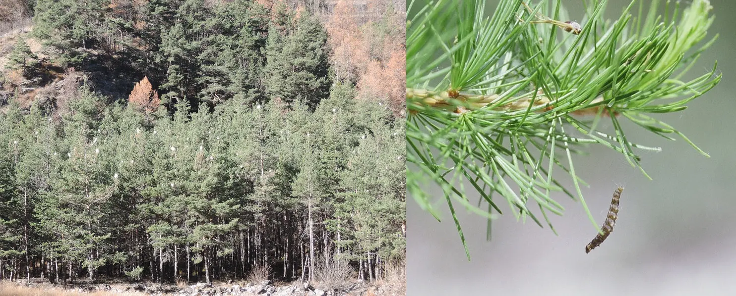 Conférence Insectes et changement climatique avec le Jardin du Lautaret