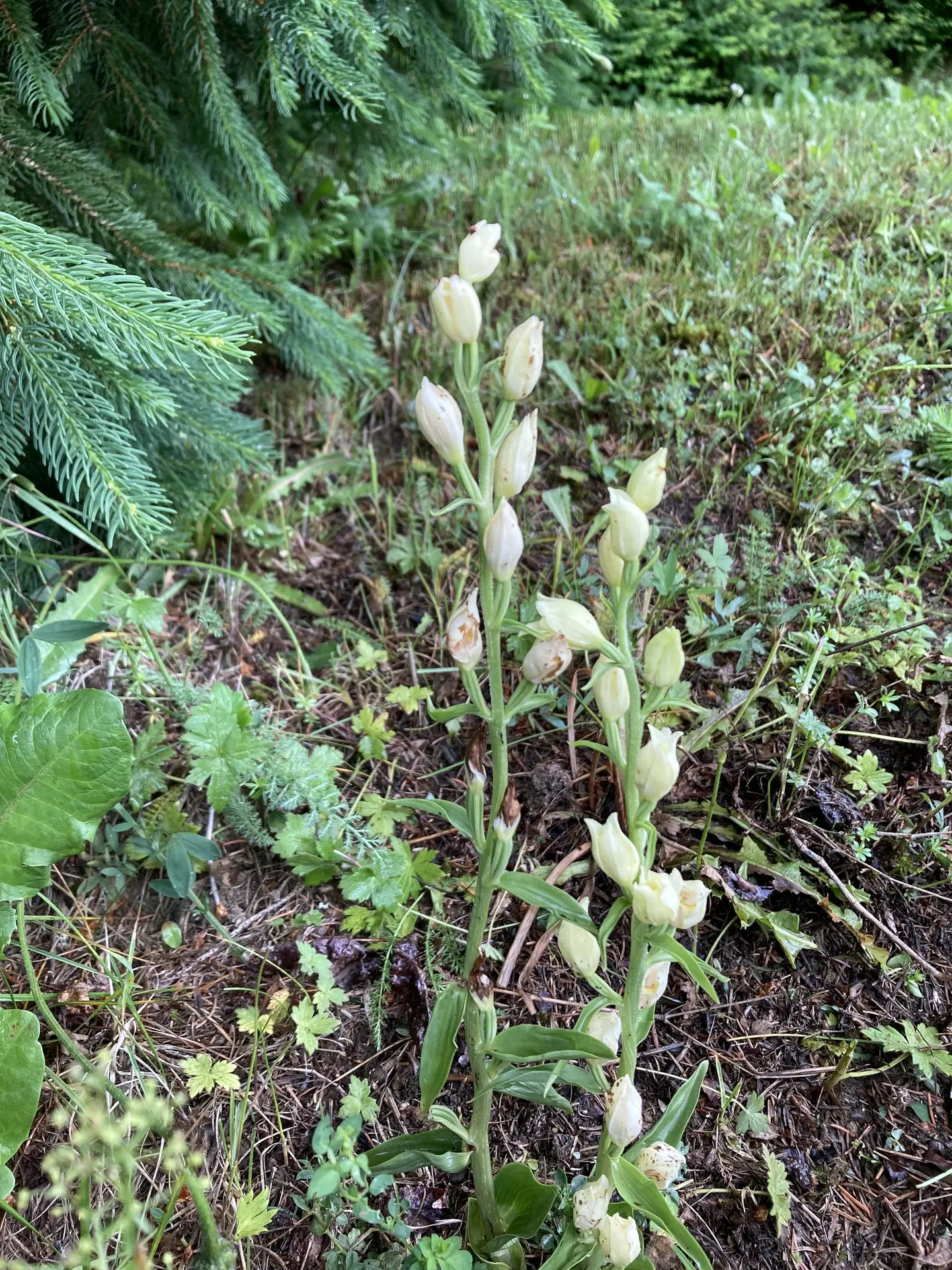 Céphalantère pâle