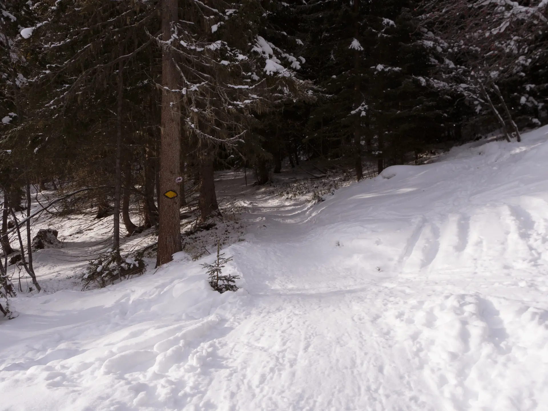Sentier raquette N°2 - La Tzoumaz