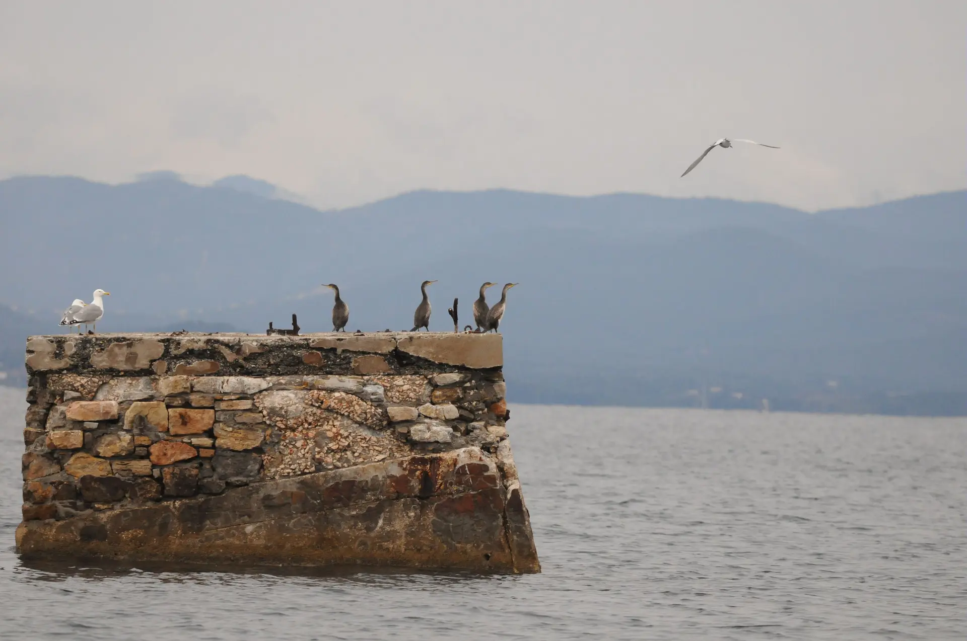 Cormorans huppés