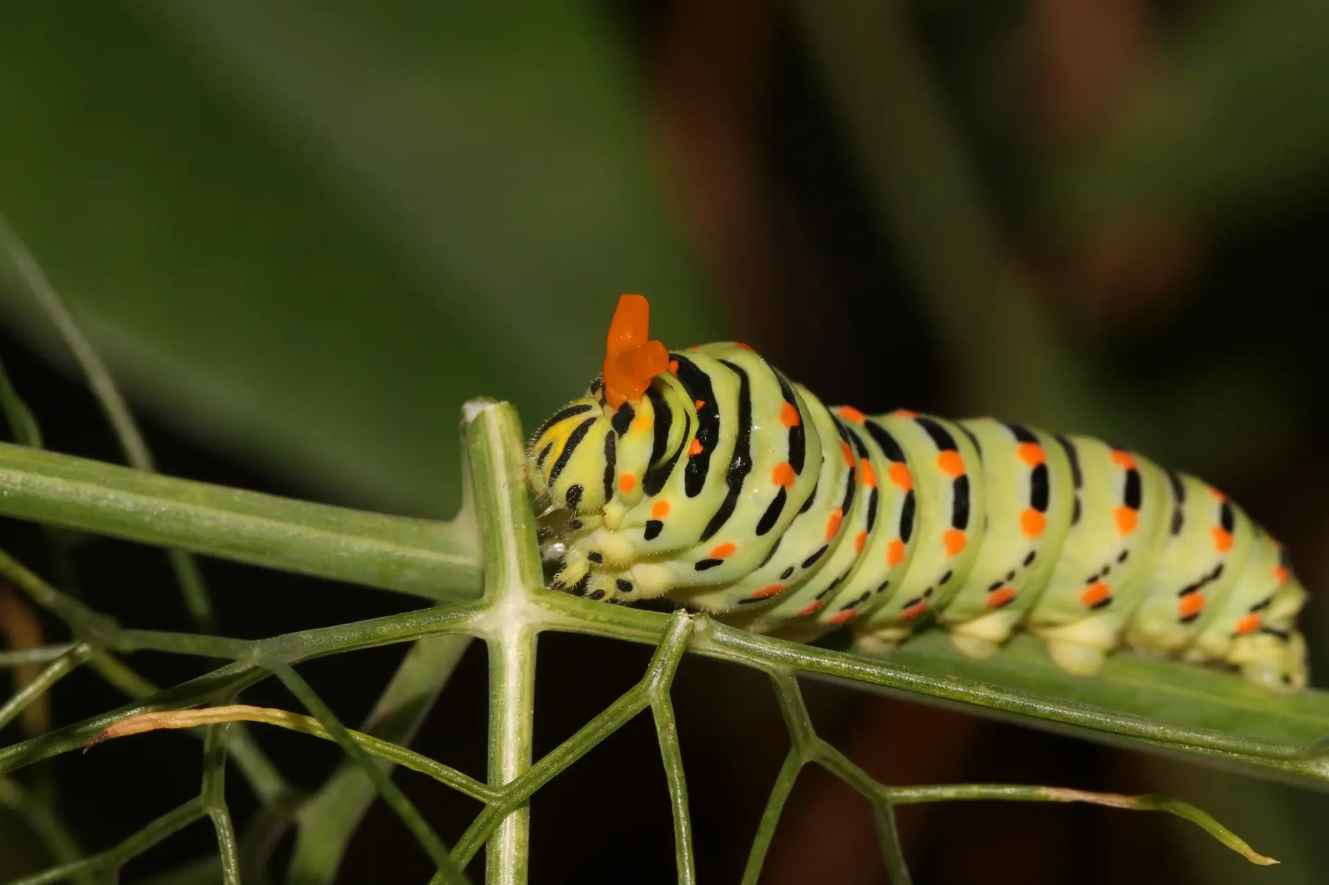 Chenille de Machaon