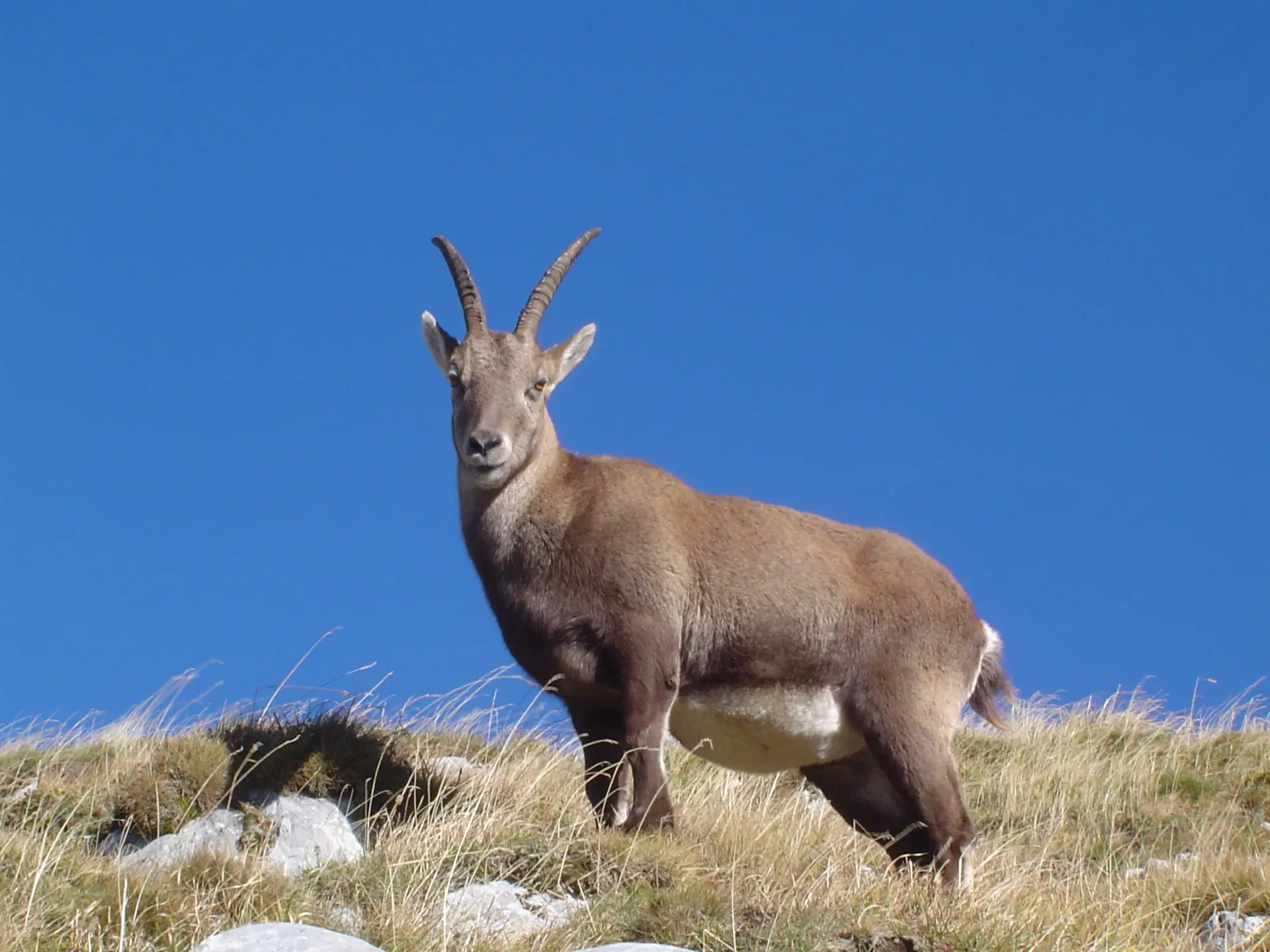 Ibex - vallée d'Abondance