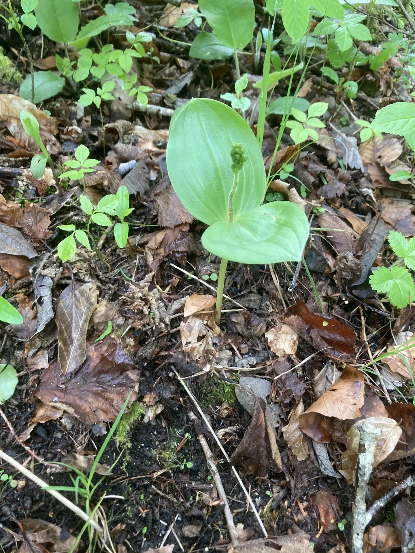 Listère à feuilles ovales