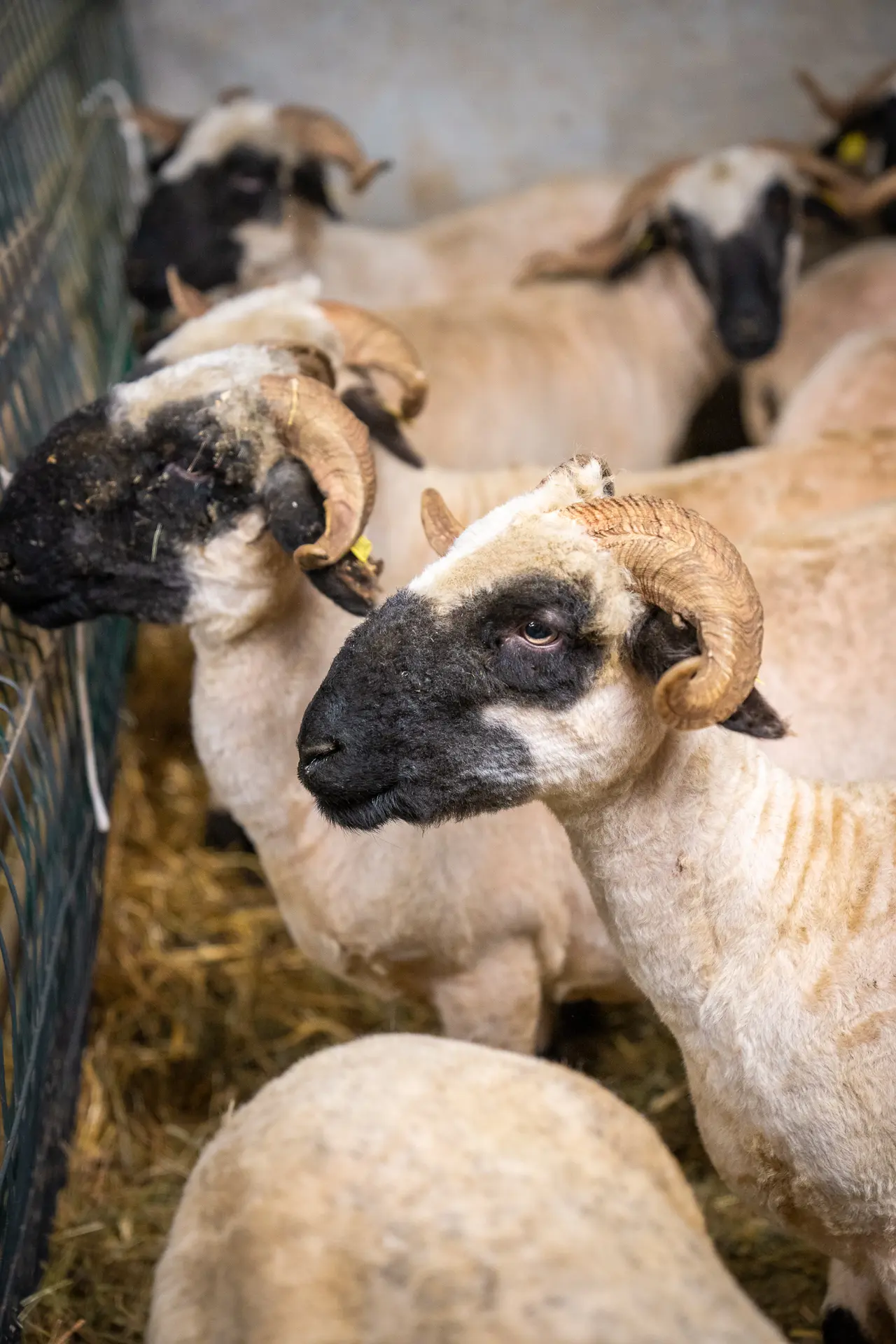 Visite guidée d'une ferme de montagne_Les Contamines-Montjoie