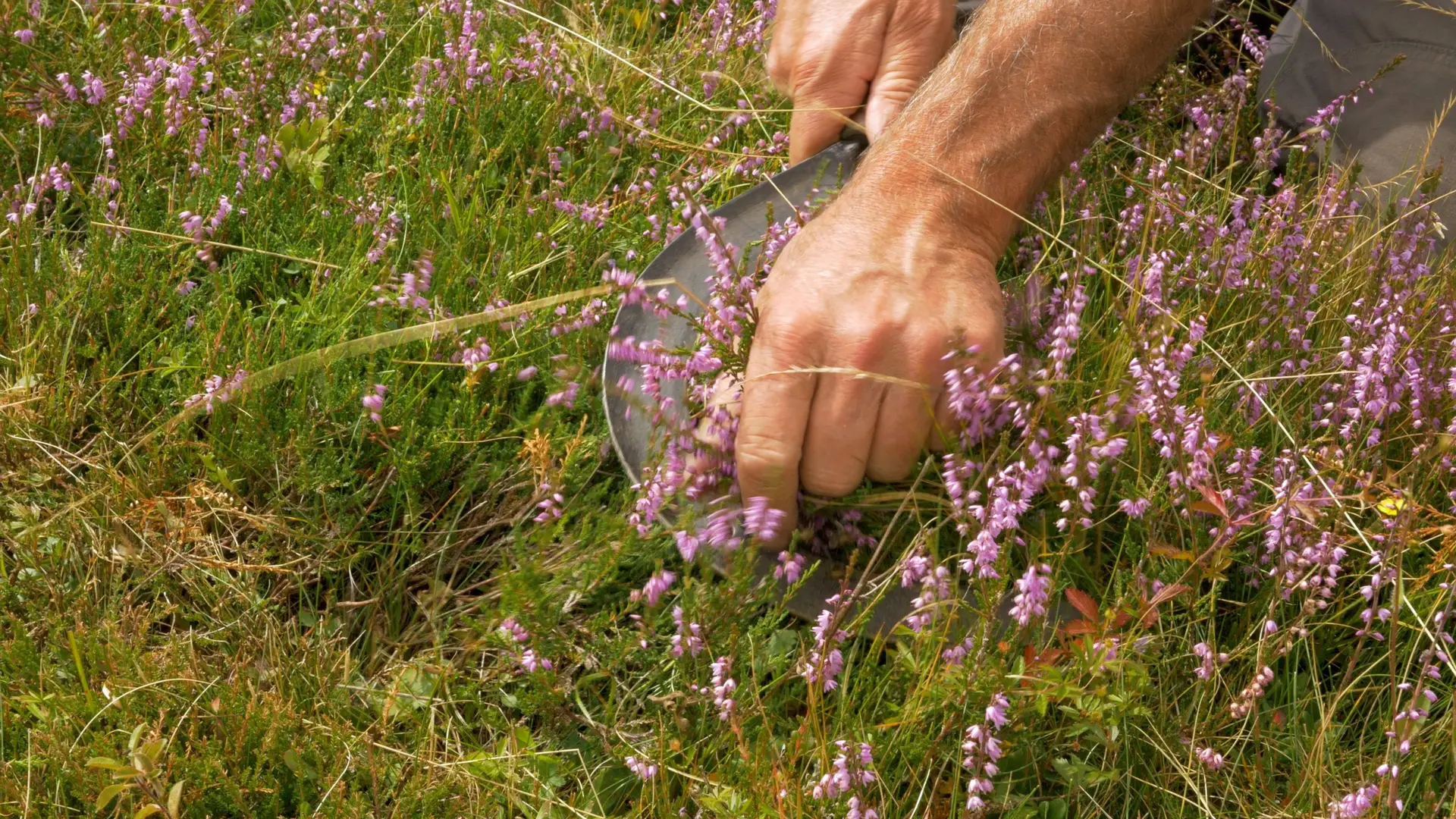 Cueillettes vivantes