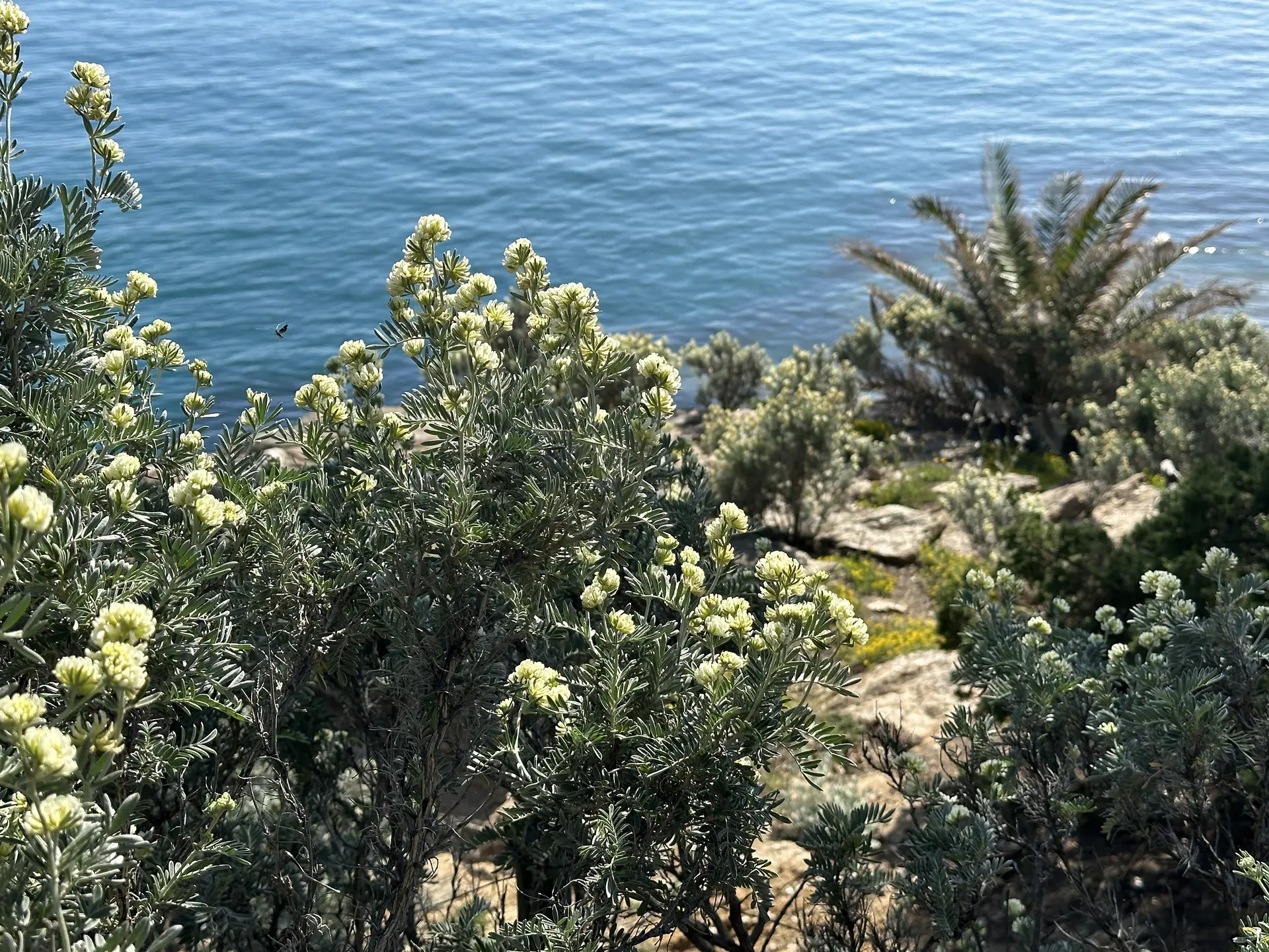 Visite thématique Au cœur du maquis méditerranéen_Rayol-Canadel sur Mer