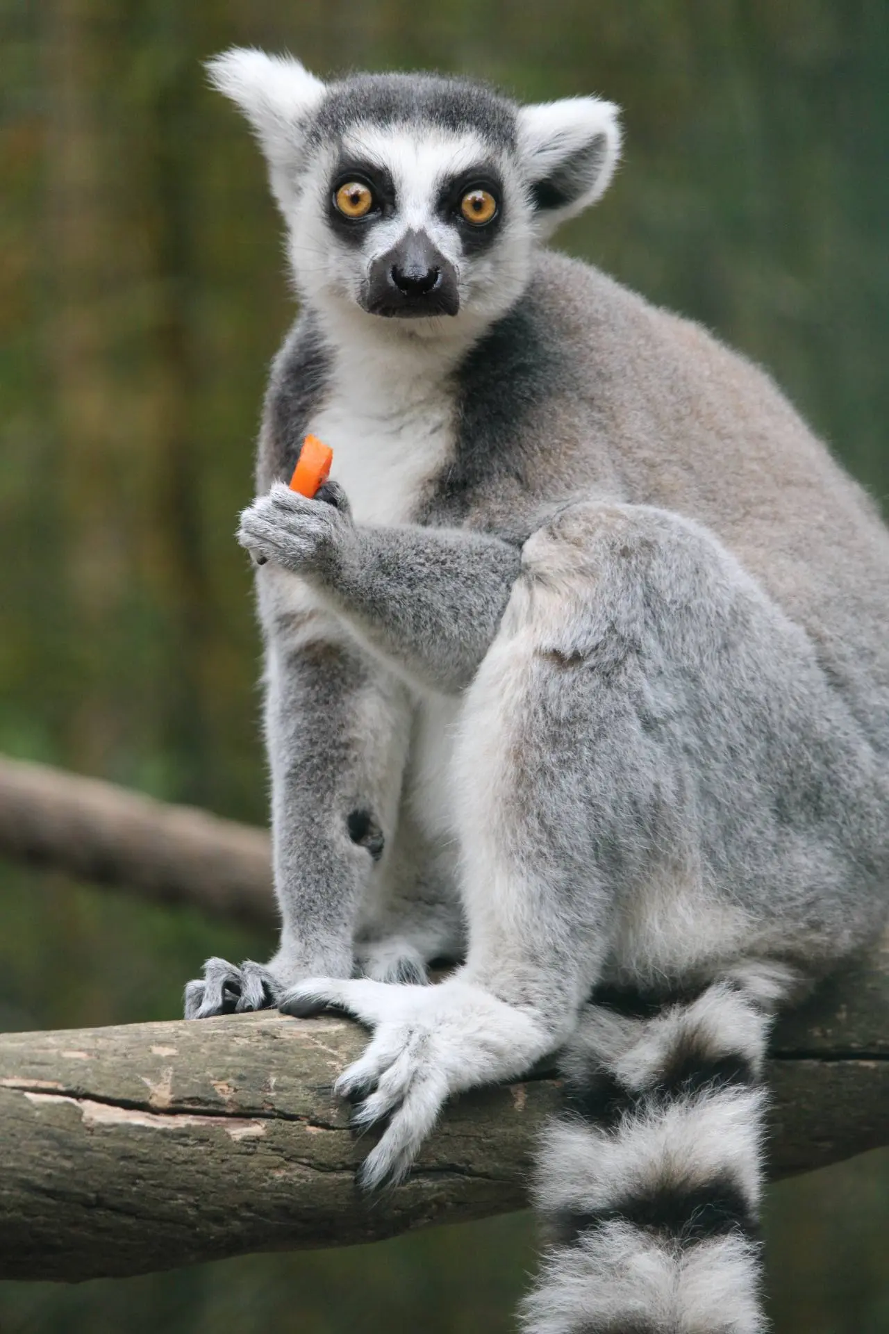 Visite guidée du jardin zoologique tropical