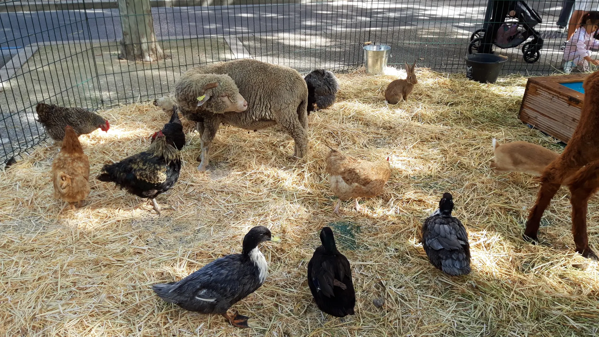 Foire agricole de la Saint-Michel_Gardanne