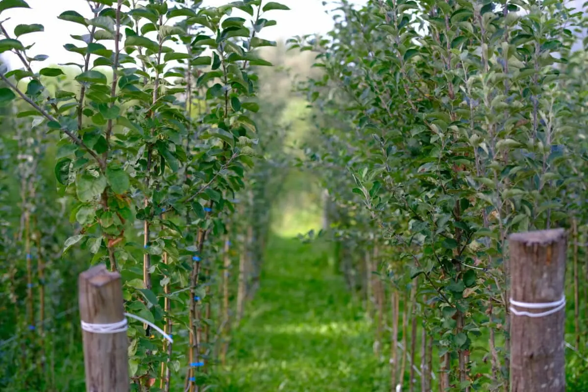 Ferme ouverte à la Pépinière Des Racines et des Fruits