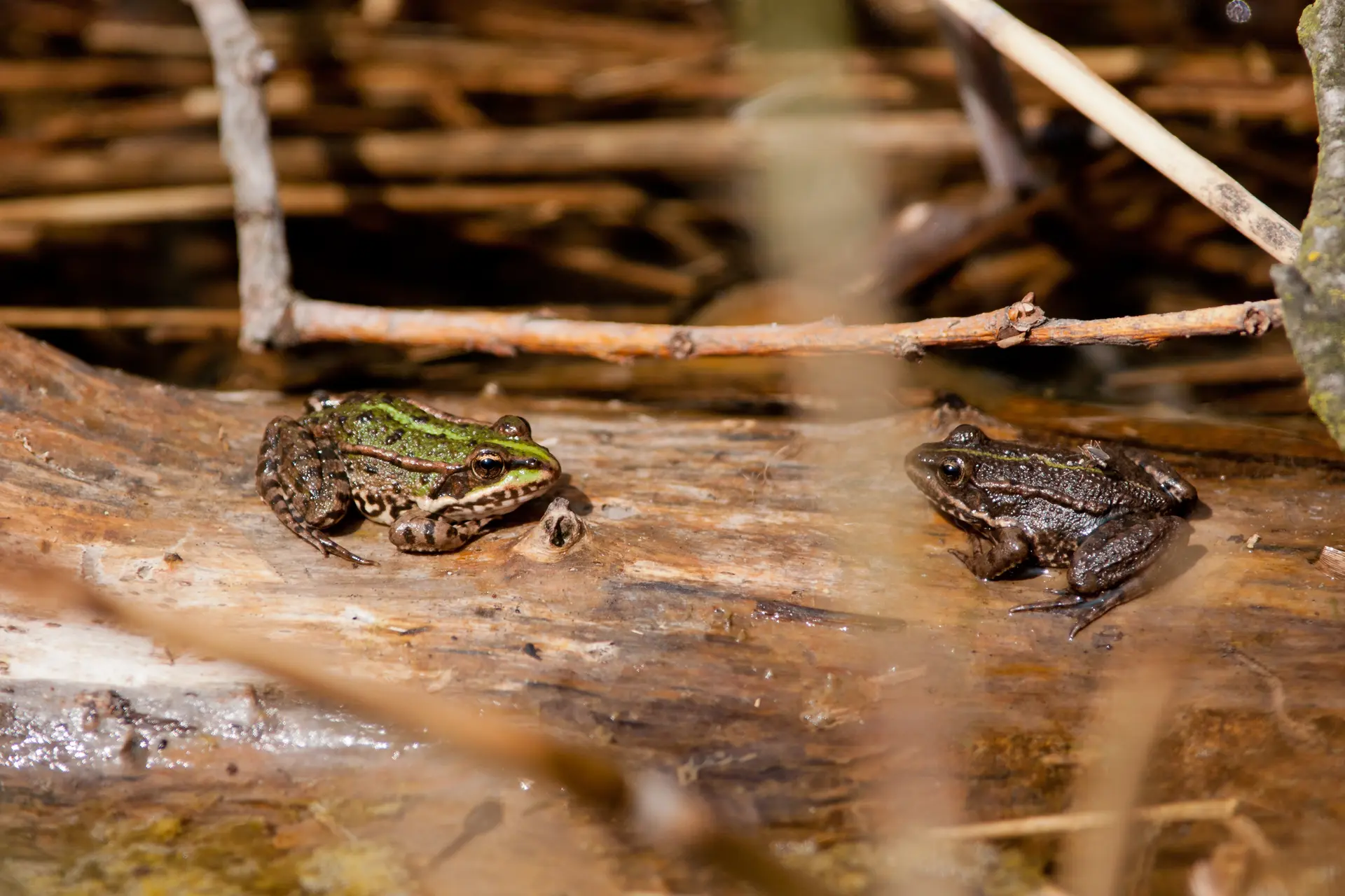 Grenouilles - vallée d'Abondance