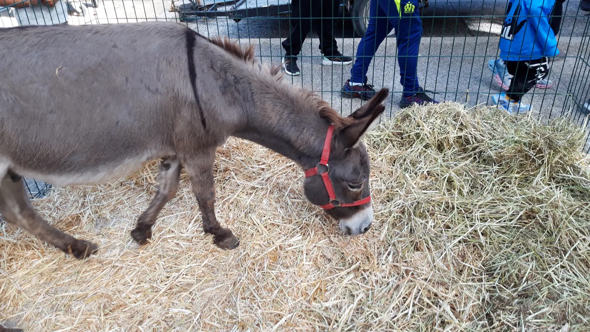 Foire agricole de la Saint-Michel_Gardanne