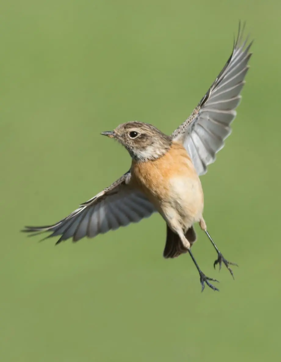 Conférece Les Pouvoirs Extraordinaires des Oiseaux_Gardanne