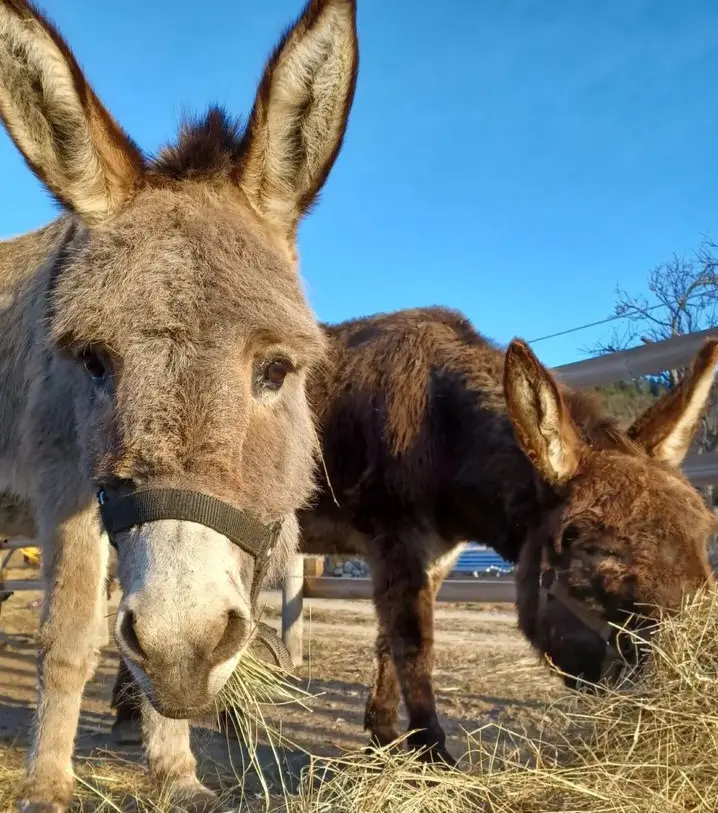 Les animaux du Domaine de la Beaumette