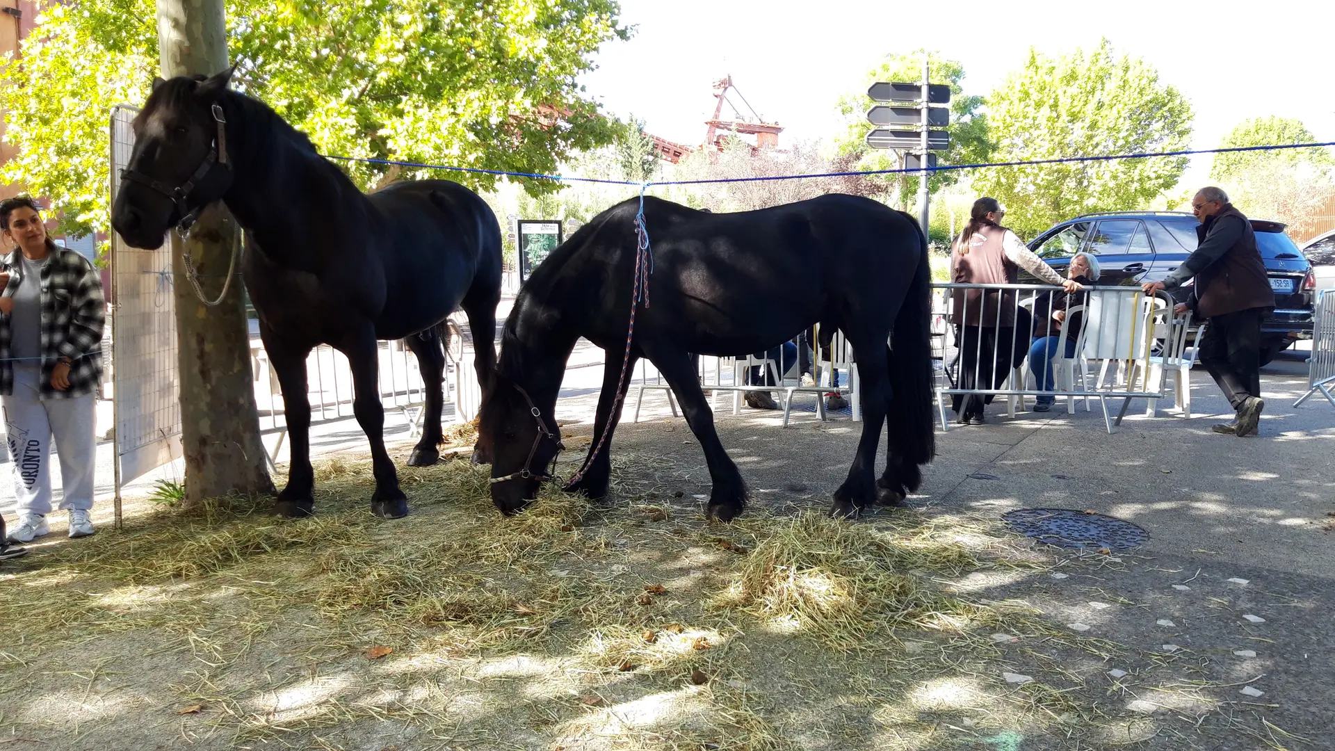 Foire agricole de la Saint-Michel_Gardanne