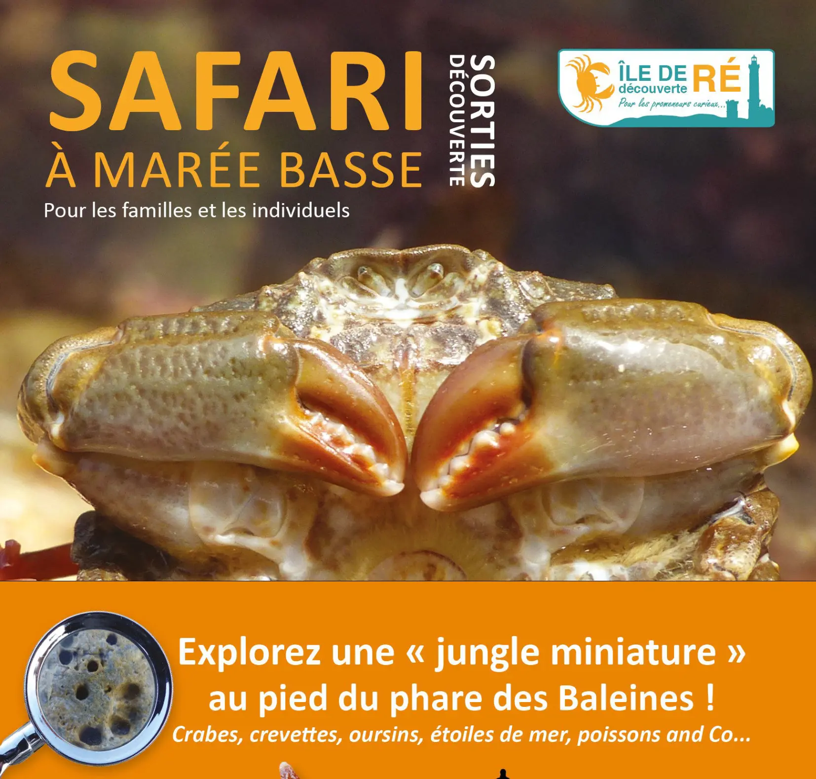 Safari à marée basse - Affiche