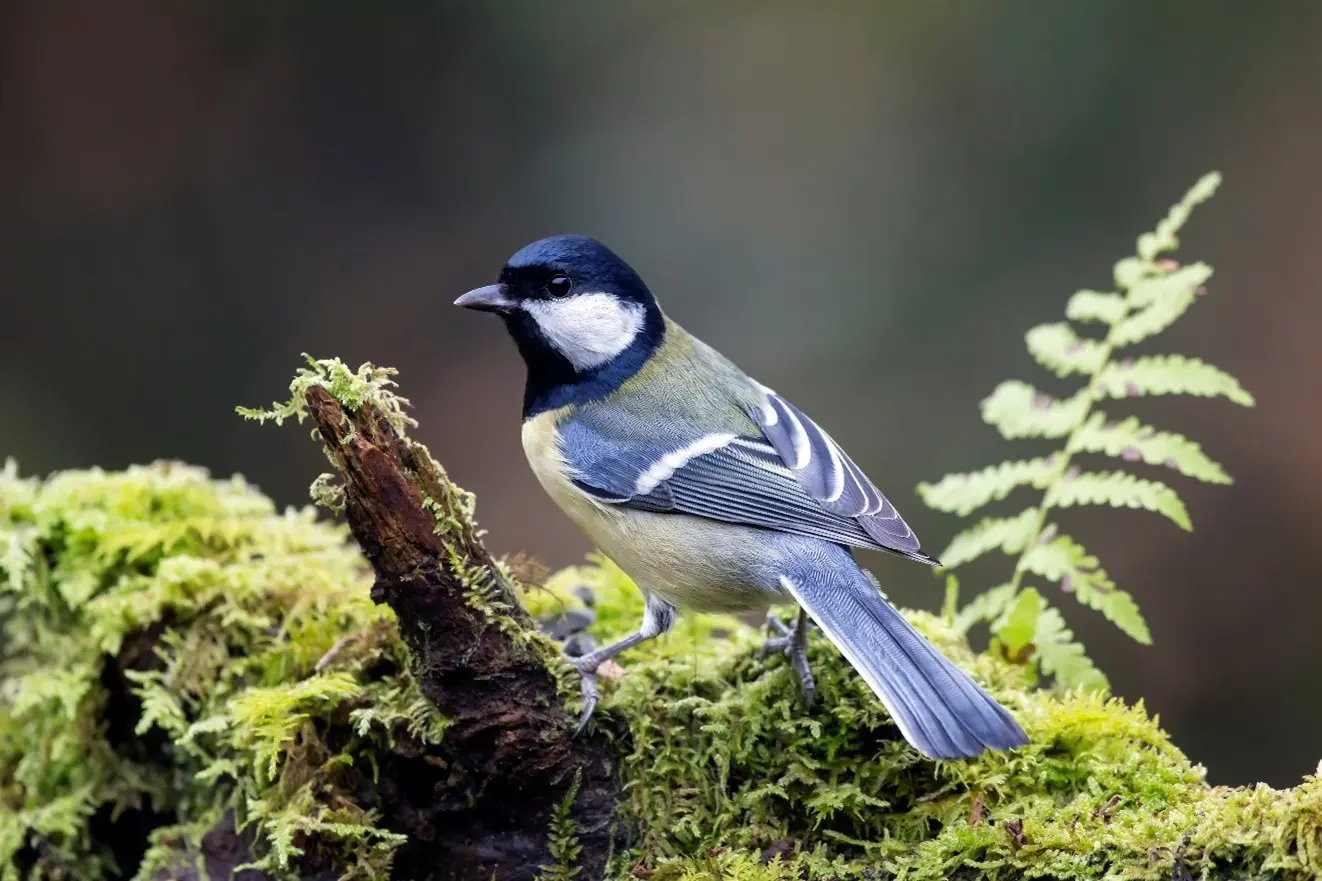 Mésange charbonnière