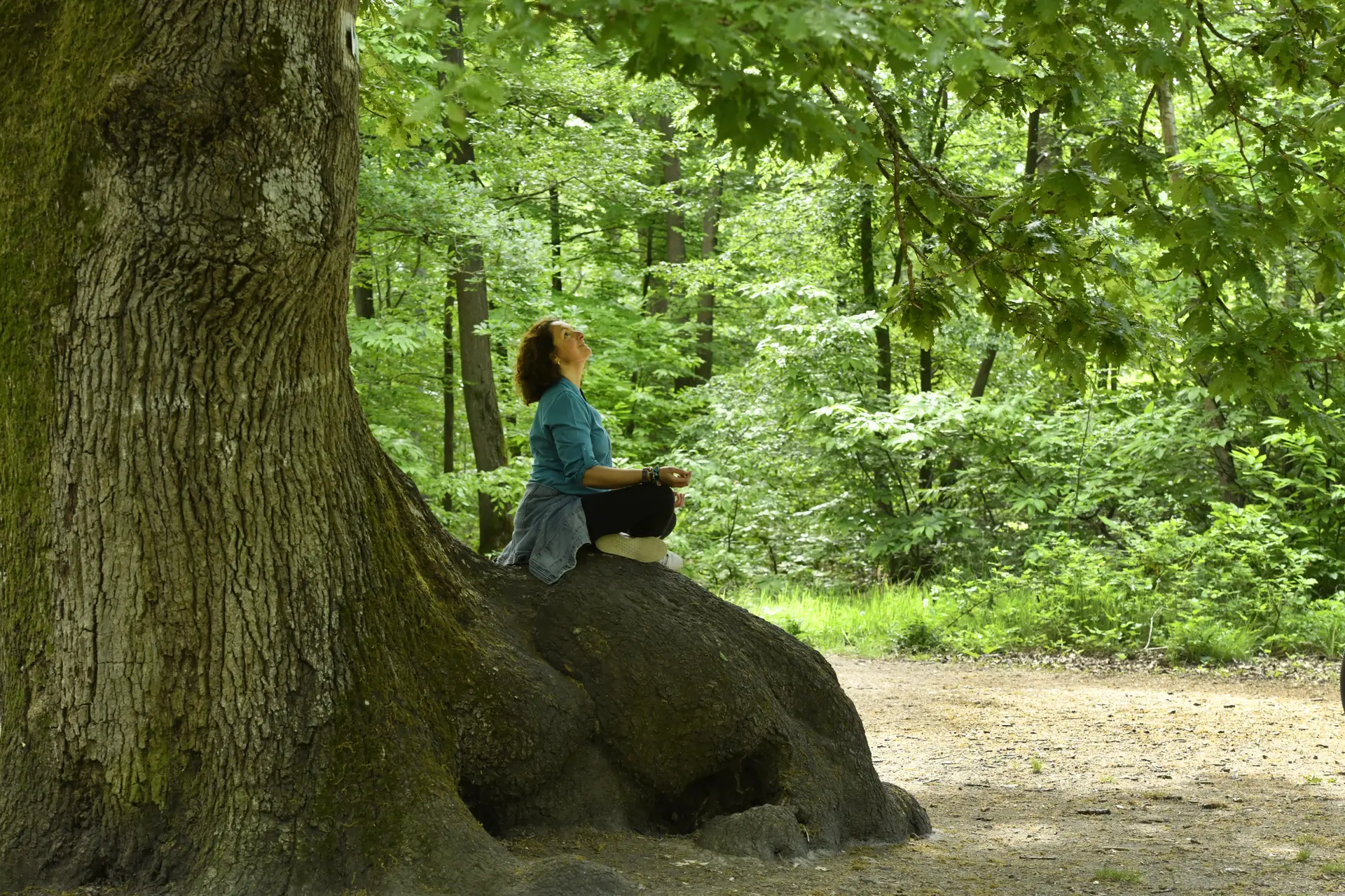 Les arbres remarquables en forêt de Saint-Germain