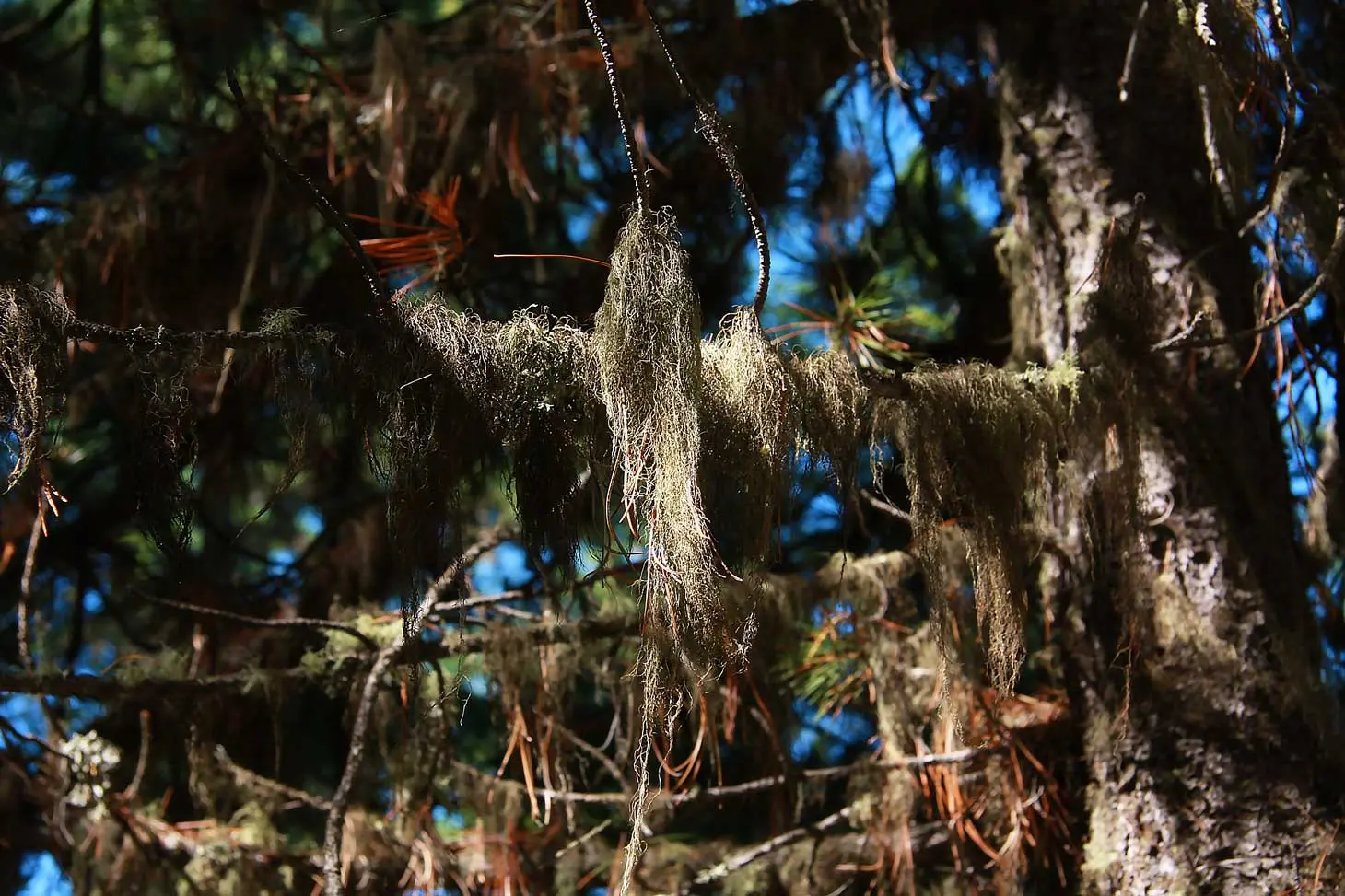 Conférences Lichens, sentinelles de notre environnement avec le Jardin du Lautaret