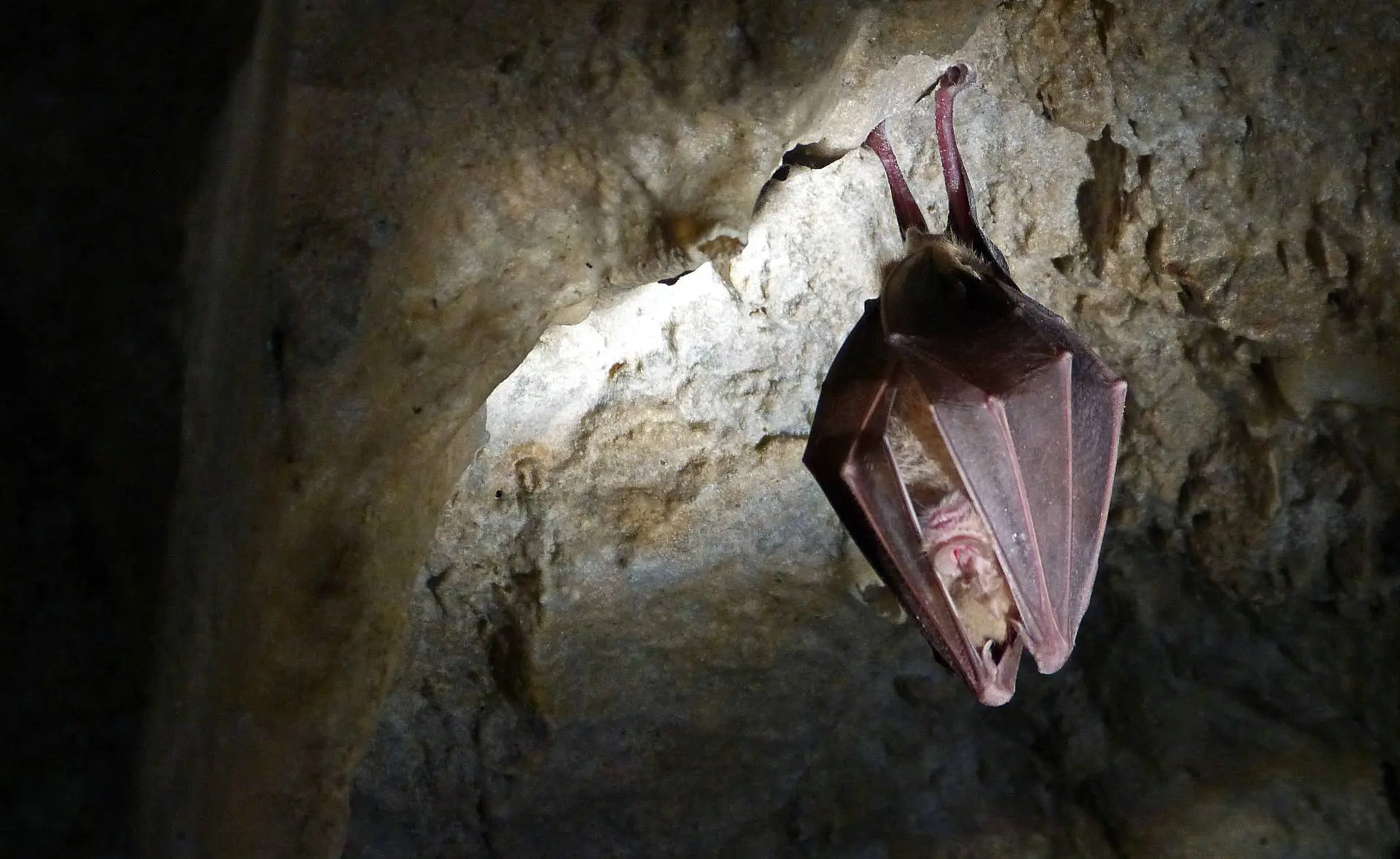 Grand rhinolophe