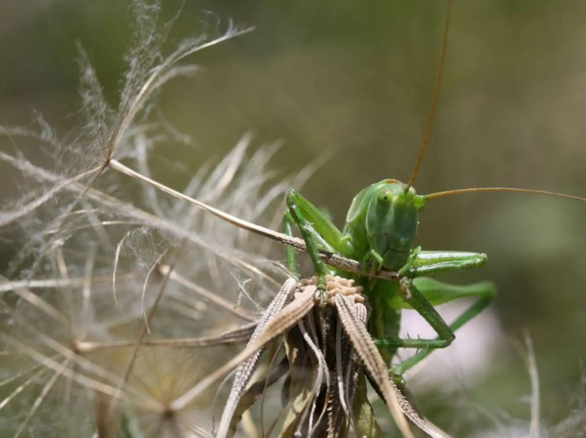 [Tettigonioidea] Tettigonia viridissima