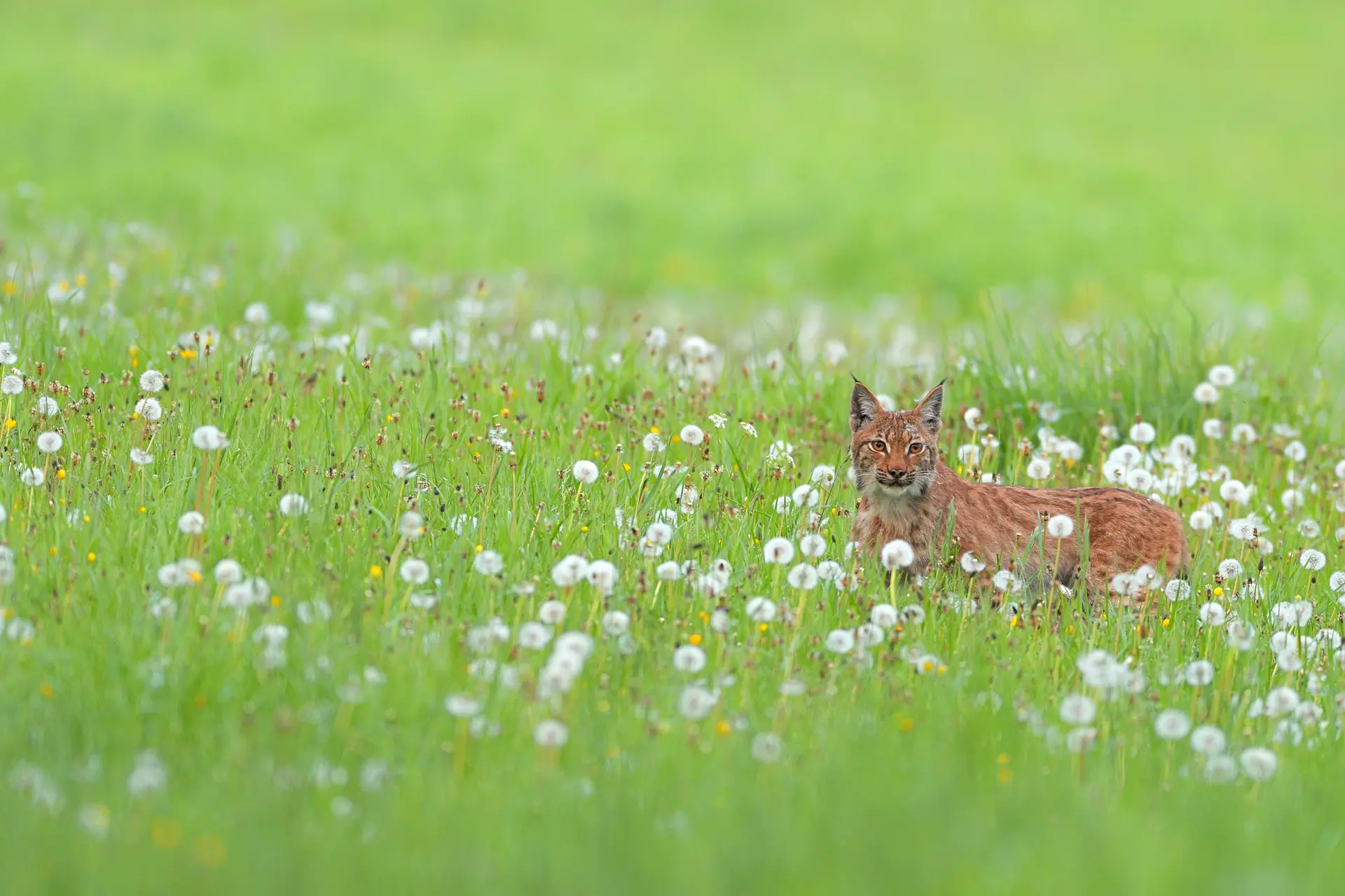 Animation nature: Sur les traces du Lynx