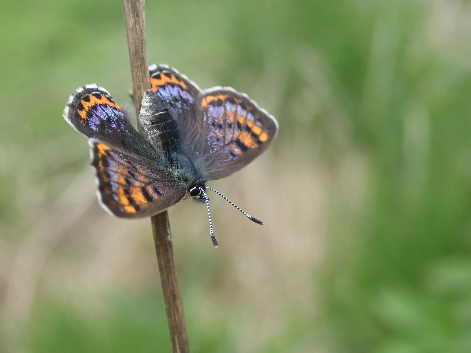Papillon femelle Lycaena helle