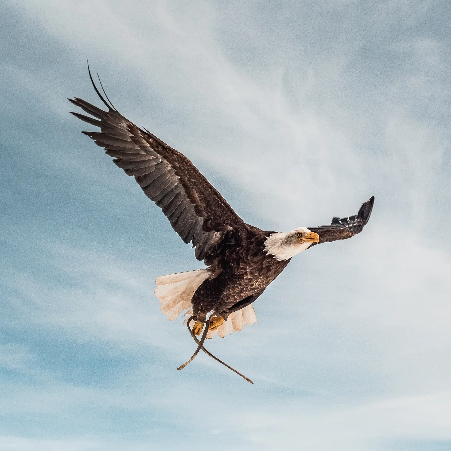 Les Aigles de Val d’Isère_Val-d'Isère