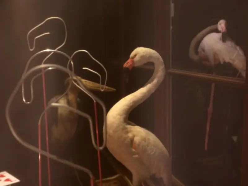 Aliçe et les drôles d'oiseaux - Ville de Marseille - Patrick Rodriguez