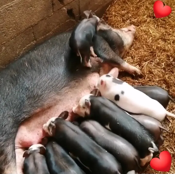 Les animaux du Domaine de la Beaumette