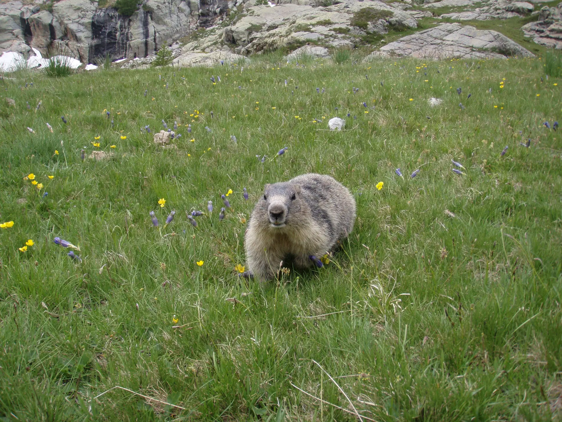 Marmotte à Fontanalbe