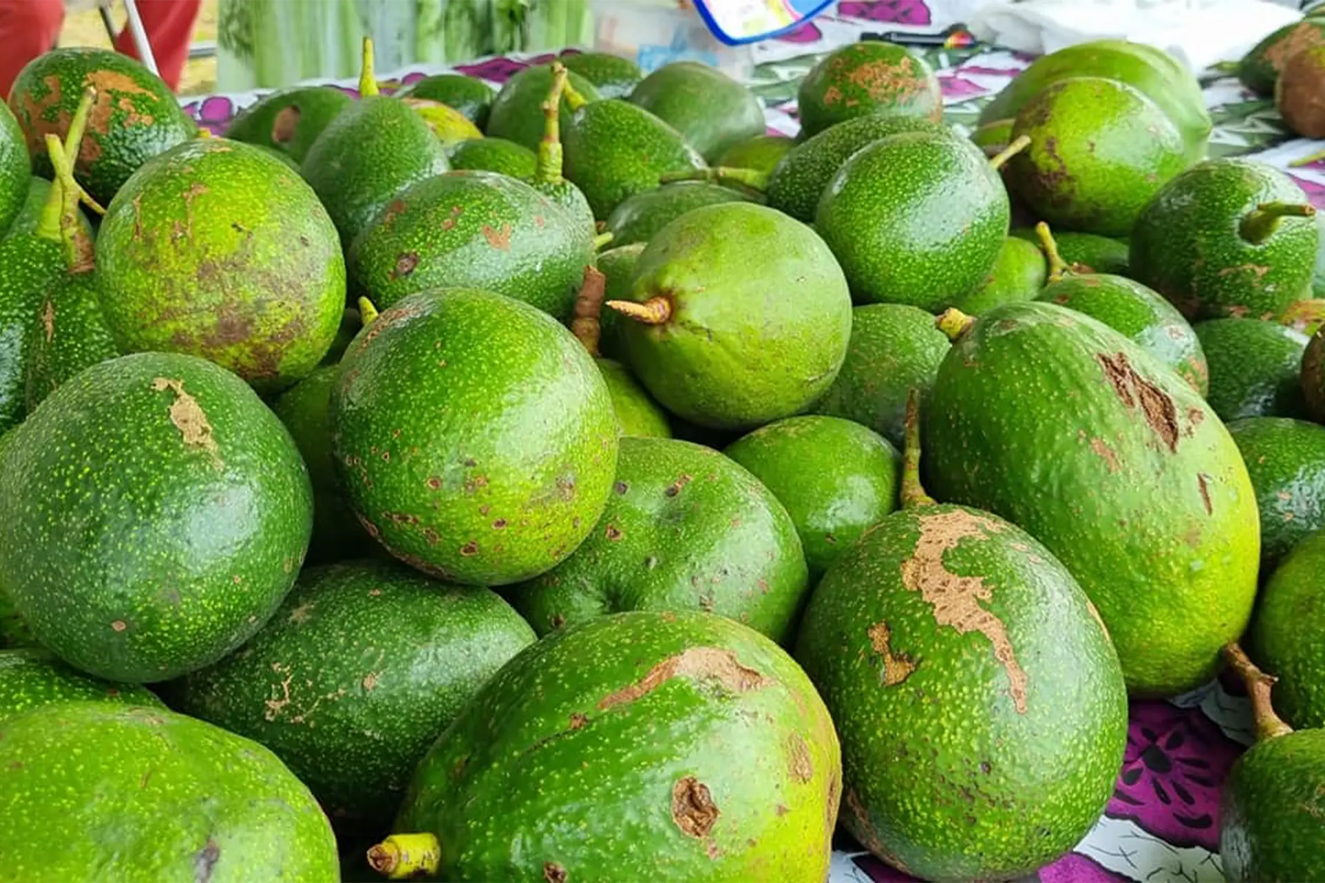 avocat étalés