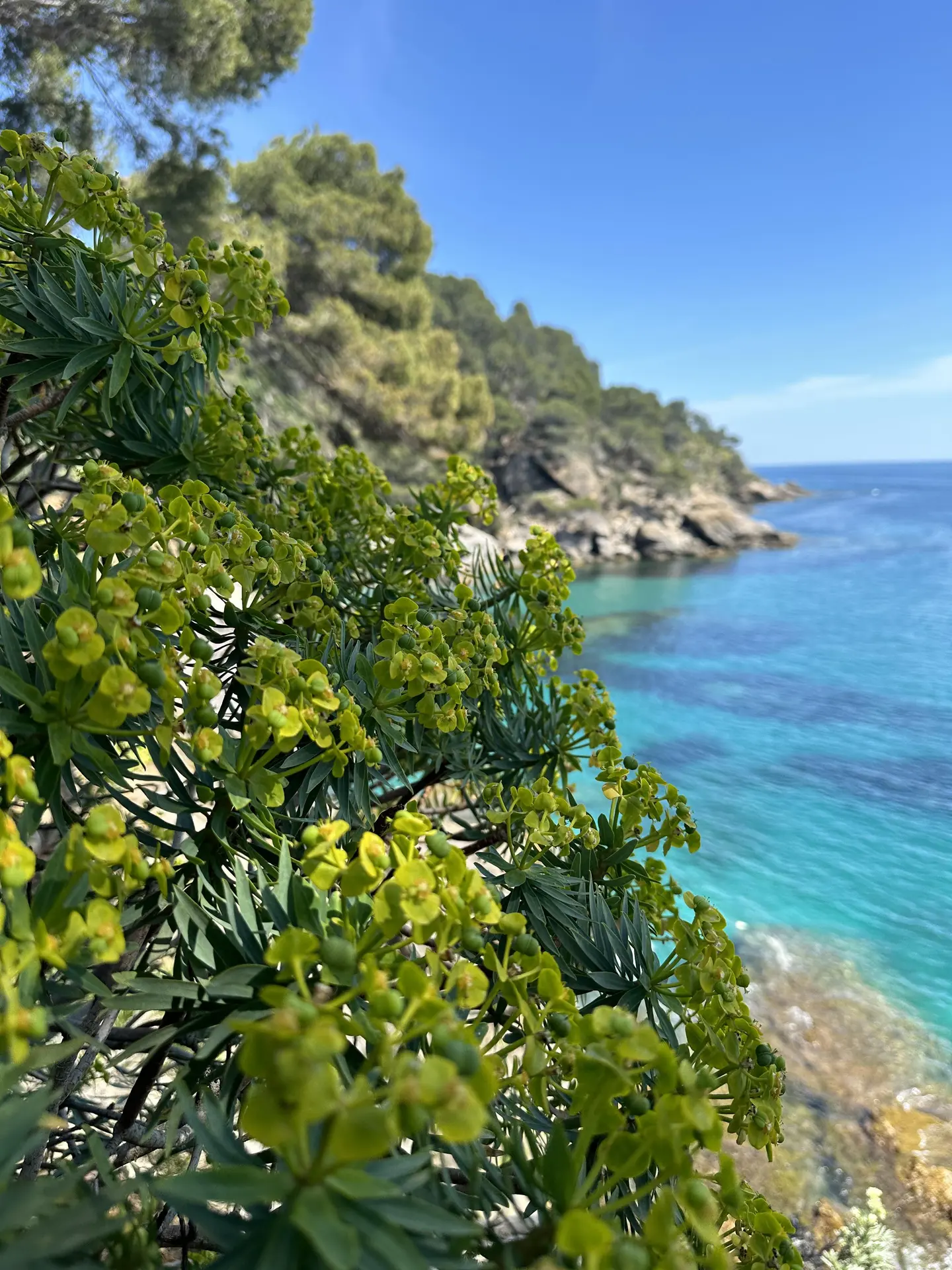 Visite thématique Au cœur du maquis méditerranéen_Rayol-Canadel sur Mer